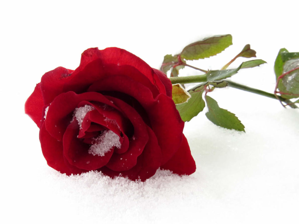 rose on Valentine's Day