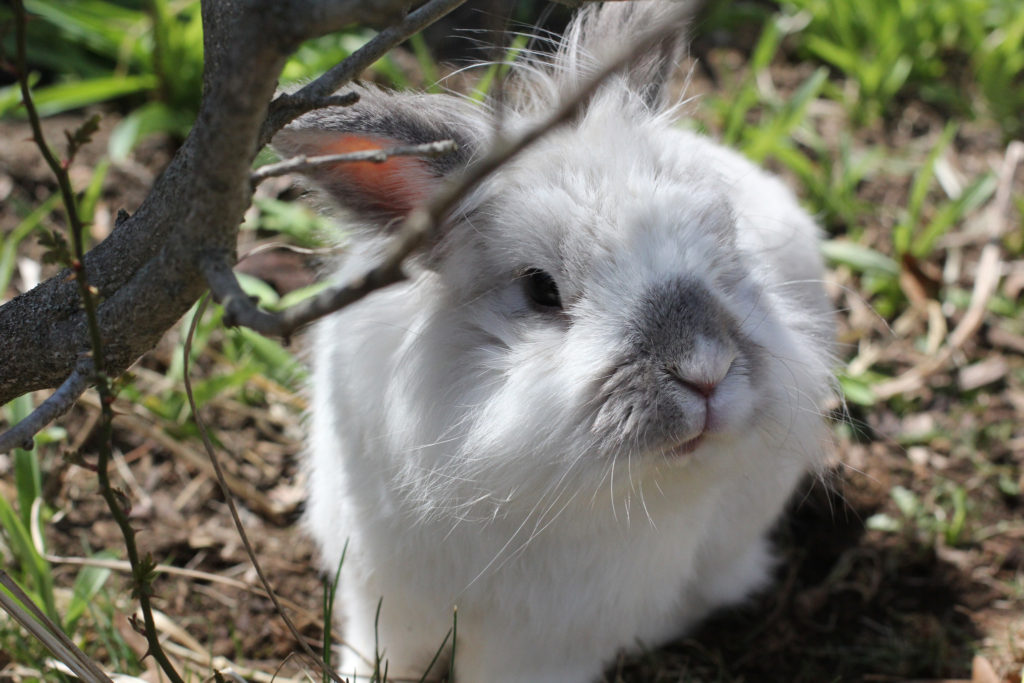 Mr. Bun Bun is probably the cutest Easter bunny in existence. Take that cadbury!
